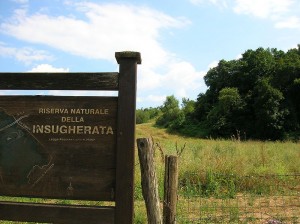 800px-RN_Insugherata_1